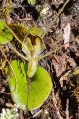 Corybas dienemus