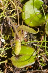 Corybas dienemus