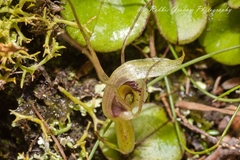 Corybas dienemus