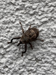 Eutyrhinus meditabundus