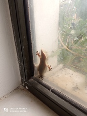 Tarentola mauritanica