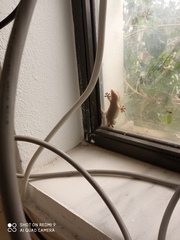 Tarentola mauritanica