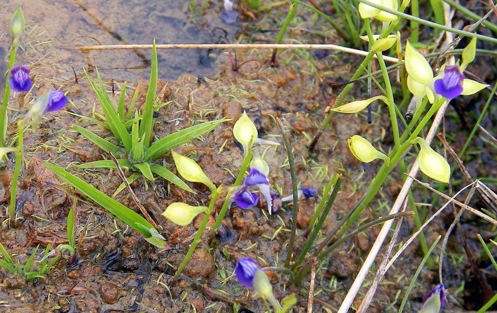Utricularia polygaloides Edgew. 2
