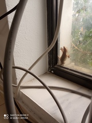 Tarentola mauritanica