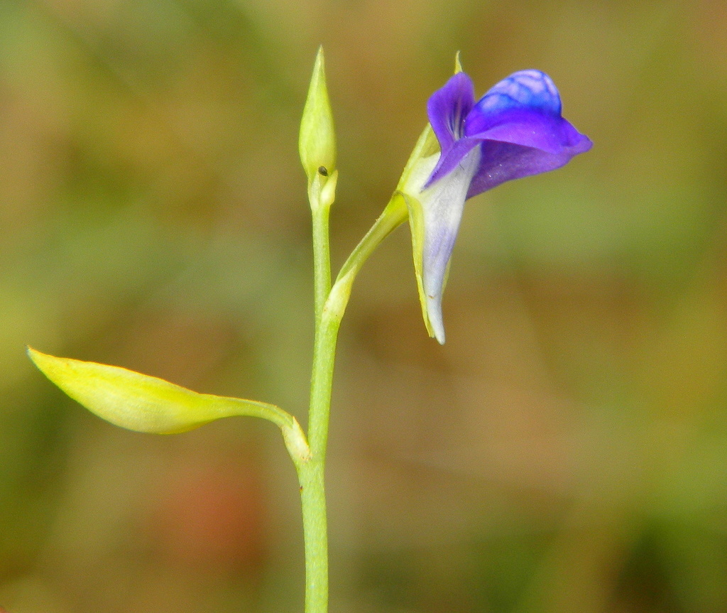Utricularia polygaloides Edgew. 3