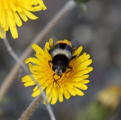 Eristalis oestracea