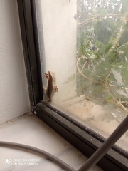 Tarentola mauritanica