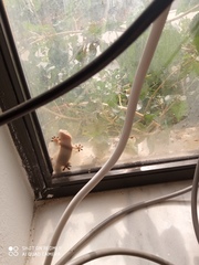 Tarentola mauritanica