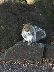Sciurus carolinensis