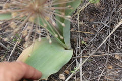 Allium protensum