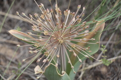 Allium protensum