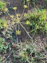 Afrosciadium platycarpum