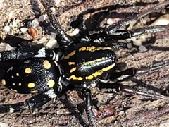 Nyssus