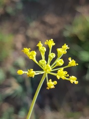 Afrosciadium platycarpum