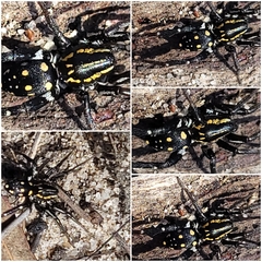 Nyssus