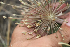 Allium protensum