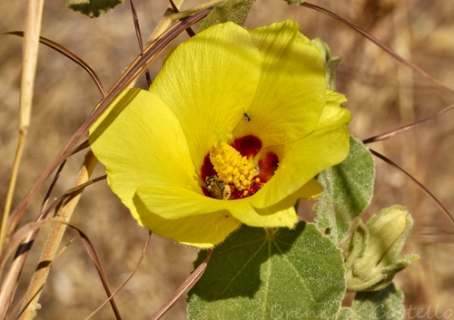 Image of Hibiscus panduriformis by (c) Brendan Costello, some rights reserved (CC BY)