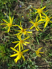 Senecio parentalis