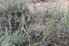 Rhammatophyllum frutex