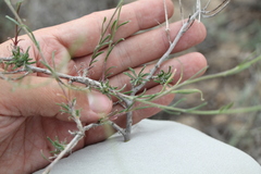 Rhammatophyllum frutex