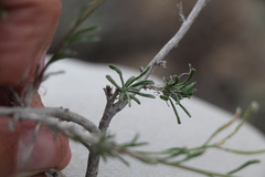 Rhammatophyllum frutex
