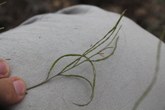 Rhammatophyllum frutex