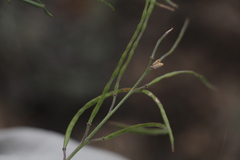 Rhammatophyllum frutex