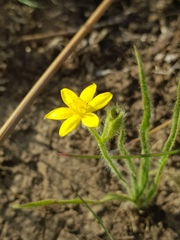 Hypoxis filiformis