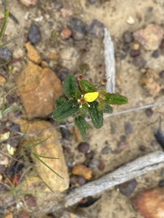 Asterolasia muricata