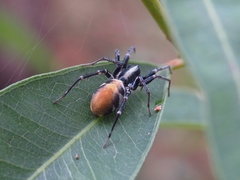 Nyssus luteofinis