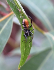 Nyssus luteofinis