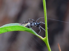 Nyssus luteofinis