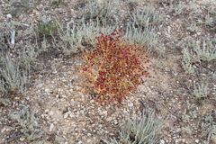 Rheum tataricum