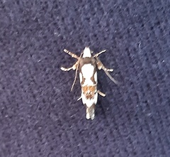 Monopis icterogastra