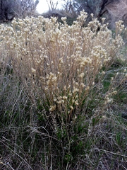 Gutierrezia sarothrae
