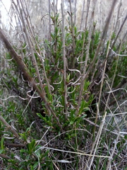 Gutierrezia sarothrae