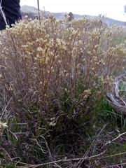 Gutierrezia sarothrae