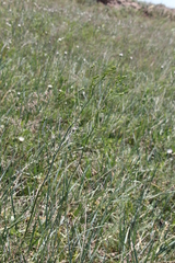 Trinia muricata