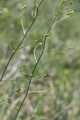 Trinia muricata