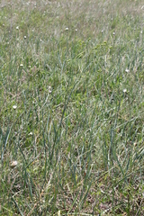 Trinia muricata