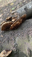 Fungi