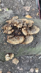 Fungi
