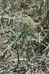 Allium tulipifolium