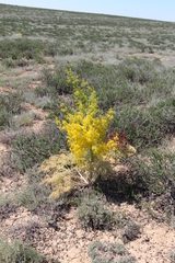 Ferula ferulaeoides