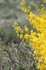 Ferula ferulaeoides