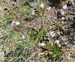 Lewisia columbiana