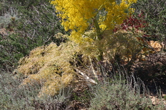 Ferula ferulaeoides