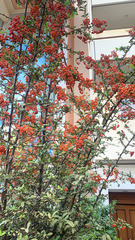 Pyracantha coccinea