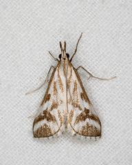 Sedenia rupalis