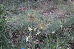 Allium protensum